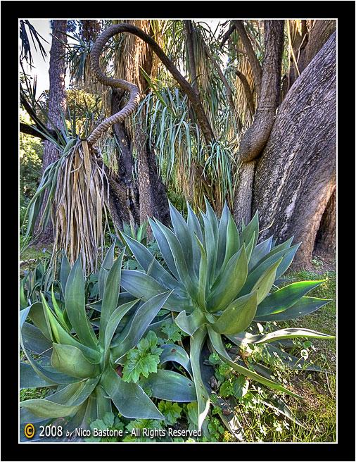 Orto_Botanico_HDR_ (07).jpg